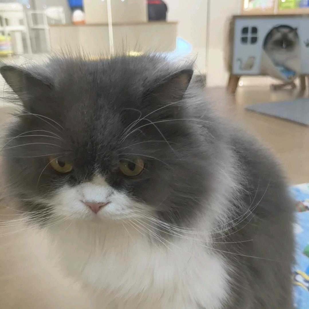 招财猫的小铃铛