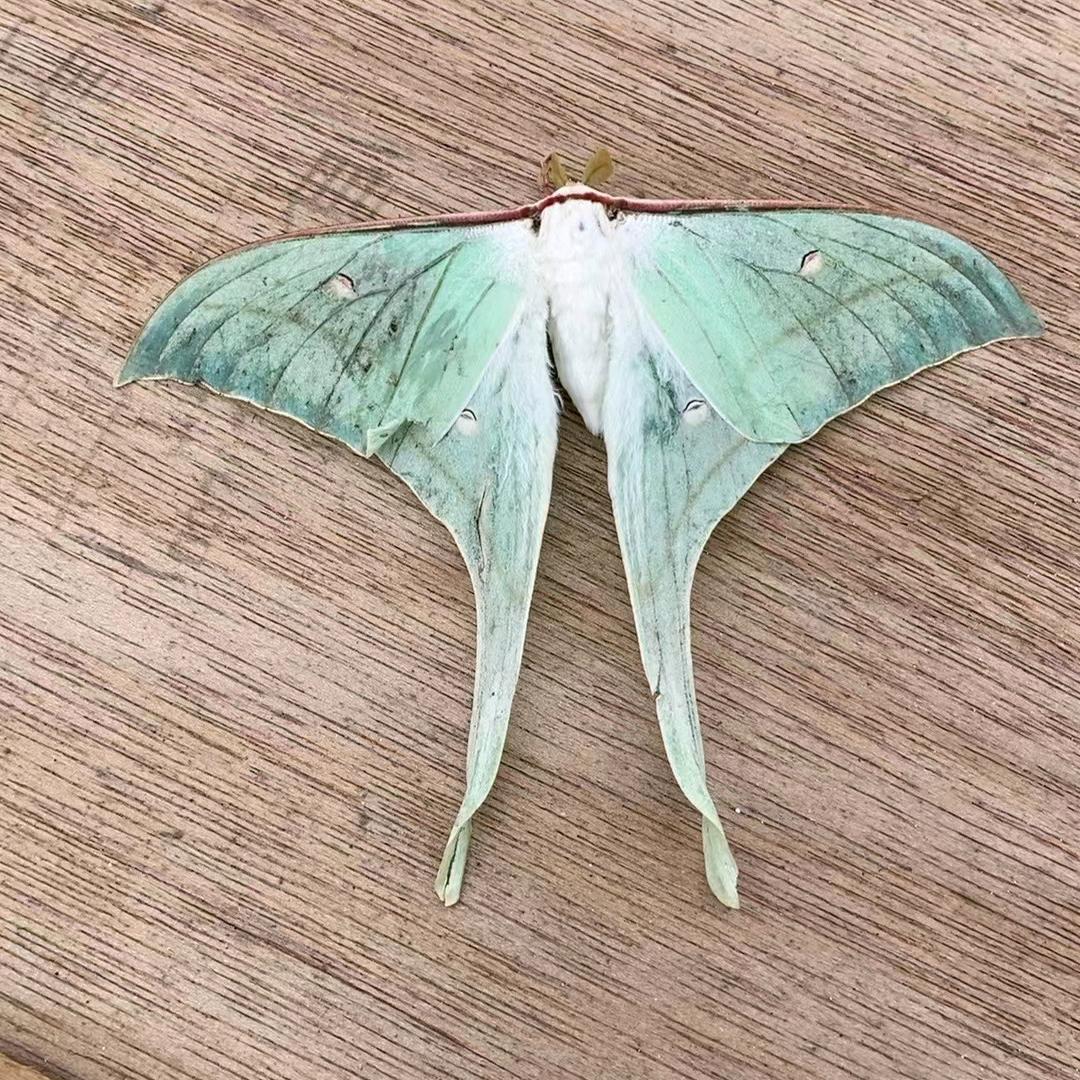 Xᰔᩚiaᥫᩣ: ꧂ SHᰔᩚuᥫᩣ