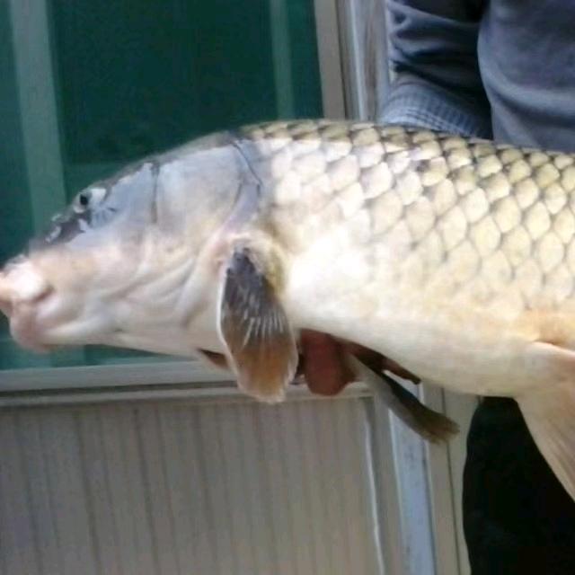 山东野钓 ♥ 618