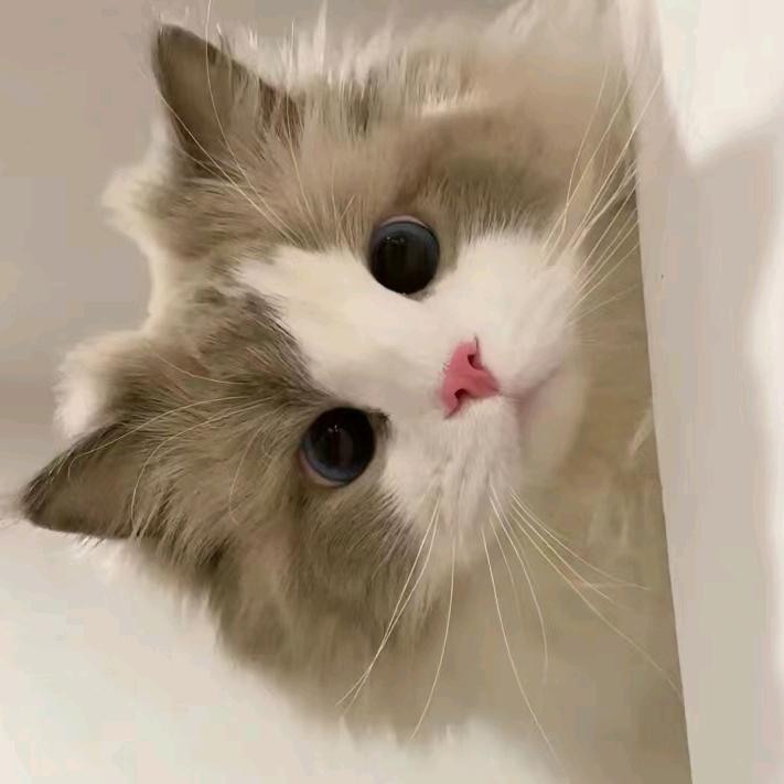 羽渡尘