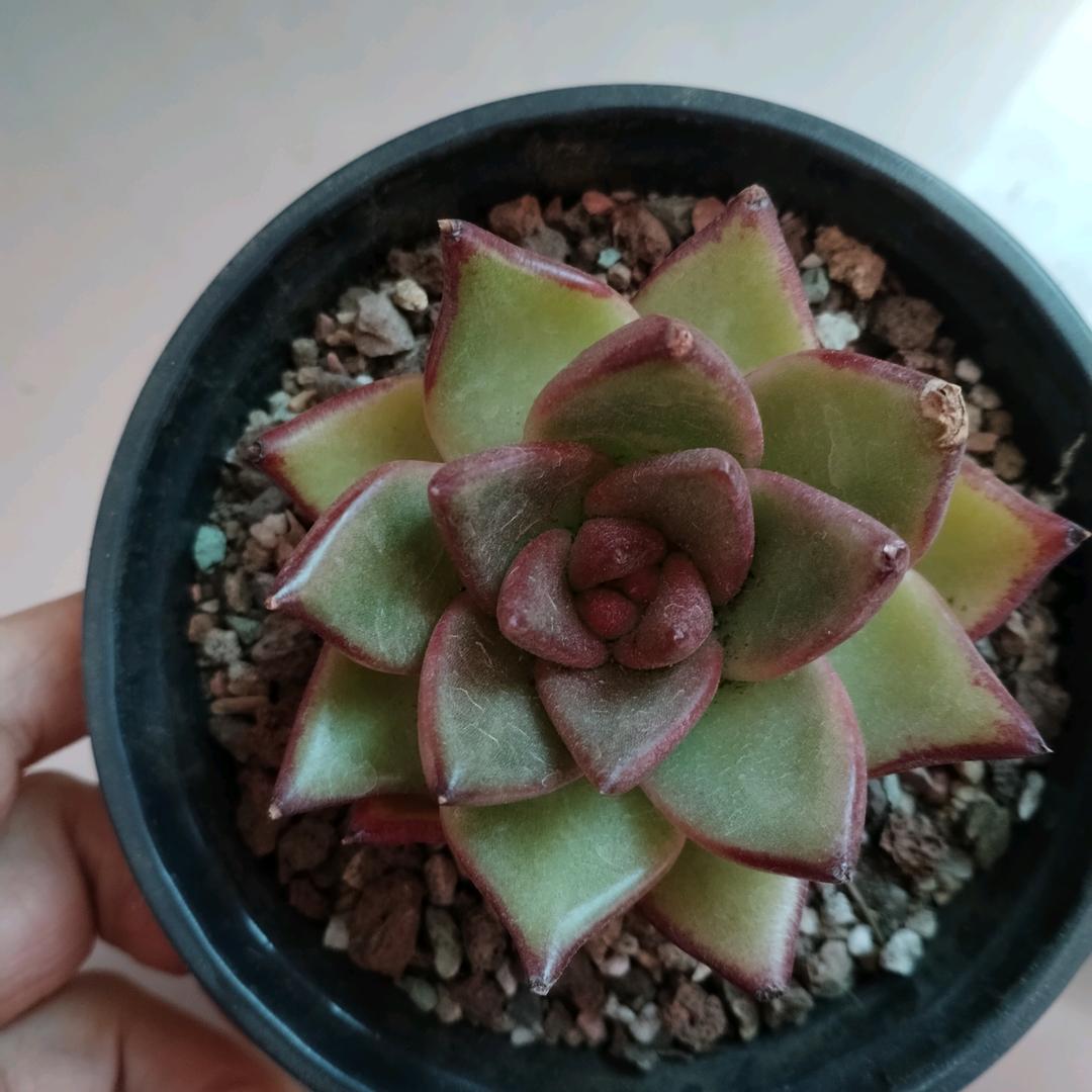 🌈🌈✌️旺仔