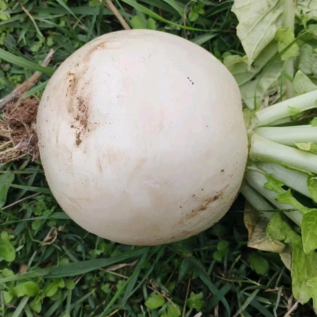 原生态高山种植农场