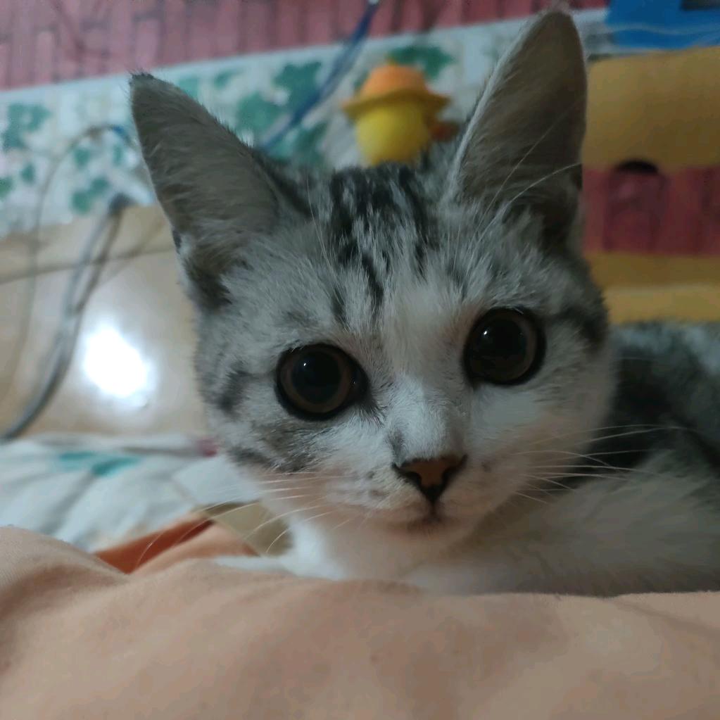 黑碳