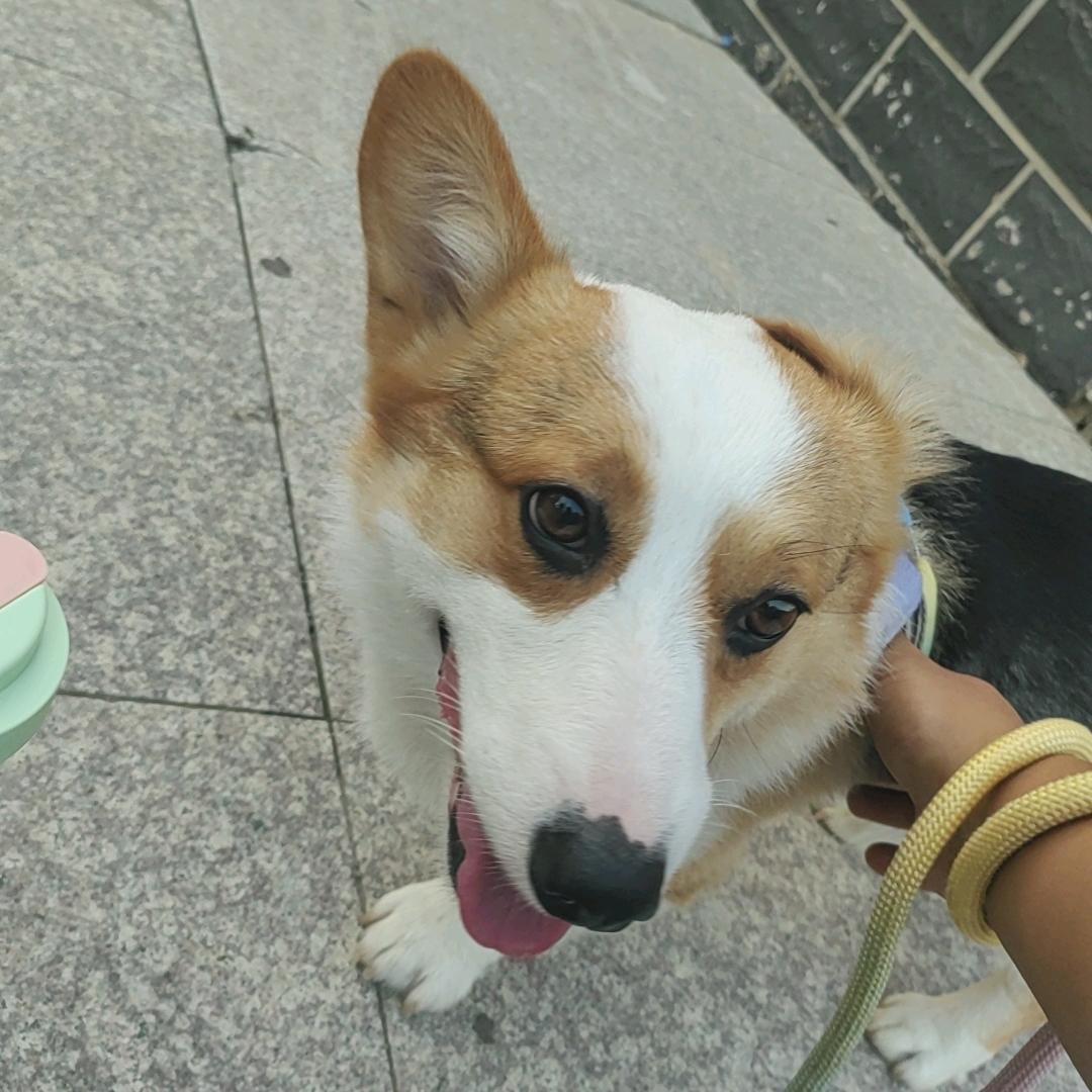 傲娇的独耳初一