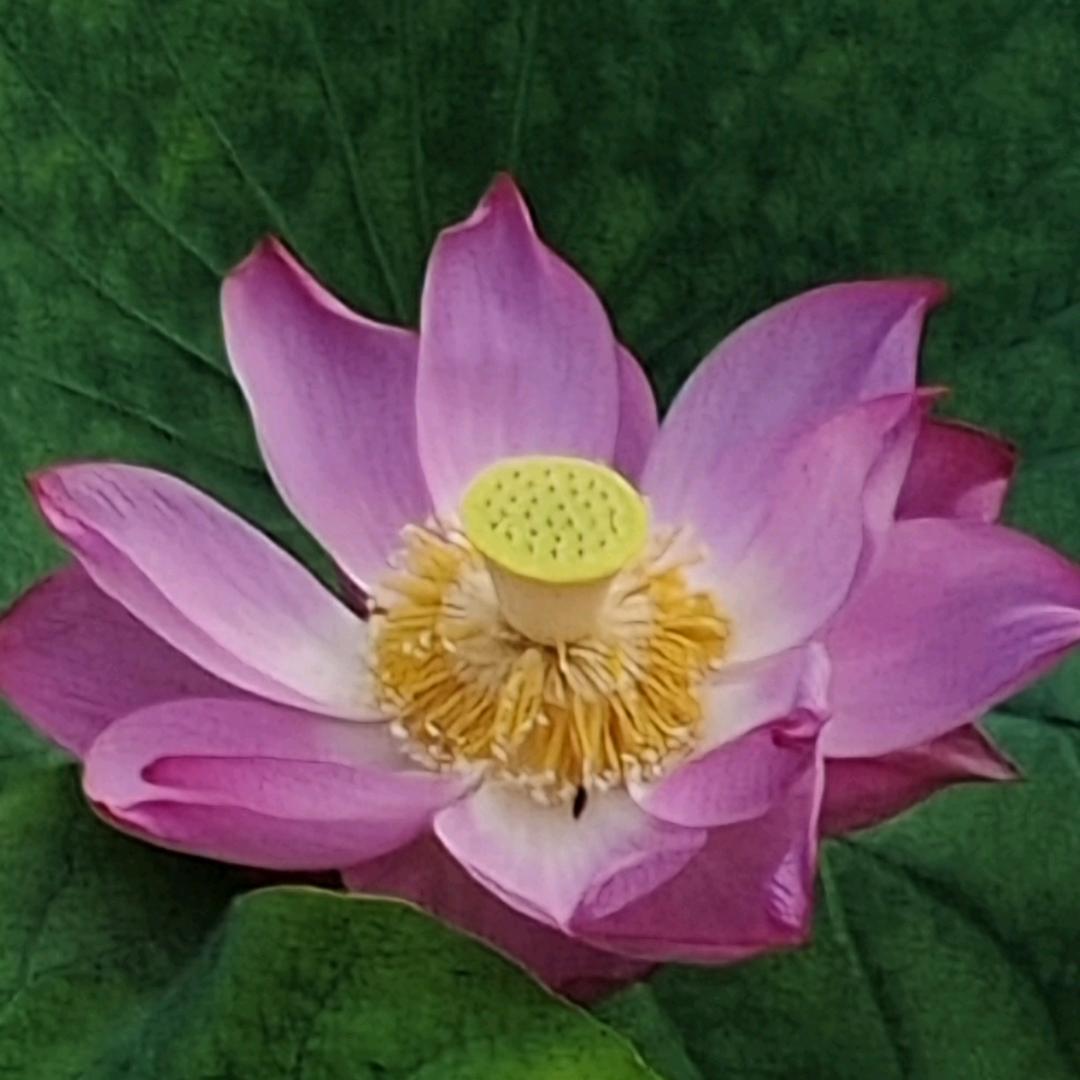 宰相肚子能撑船🚢