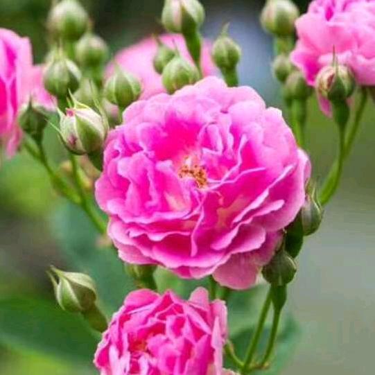 好运来到天天有‘