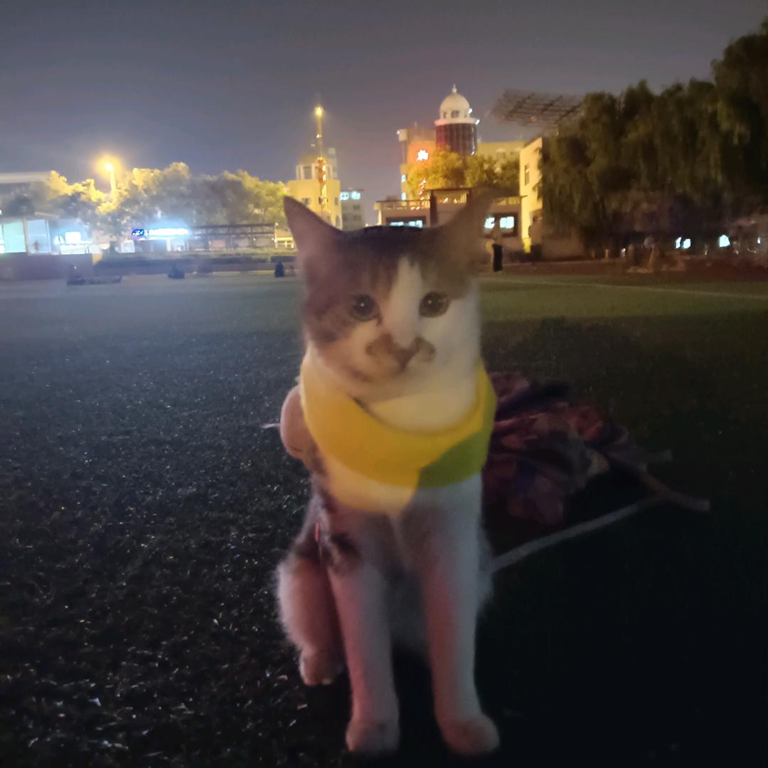 花花是只公猫