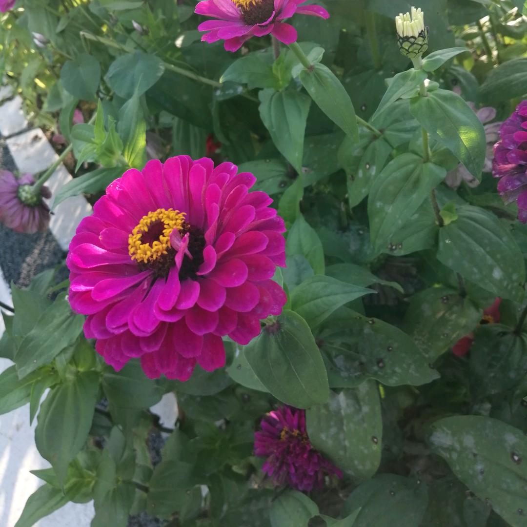 快乐大本营🍎🍎