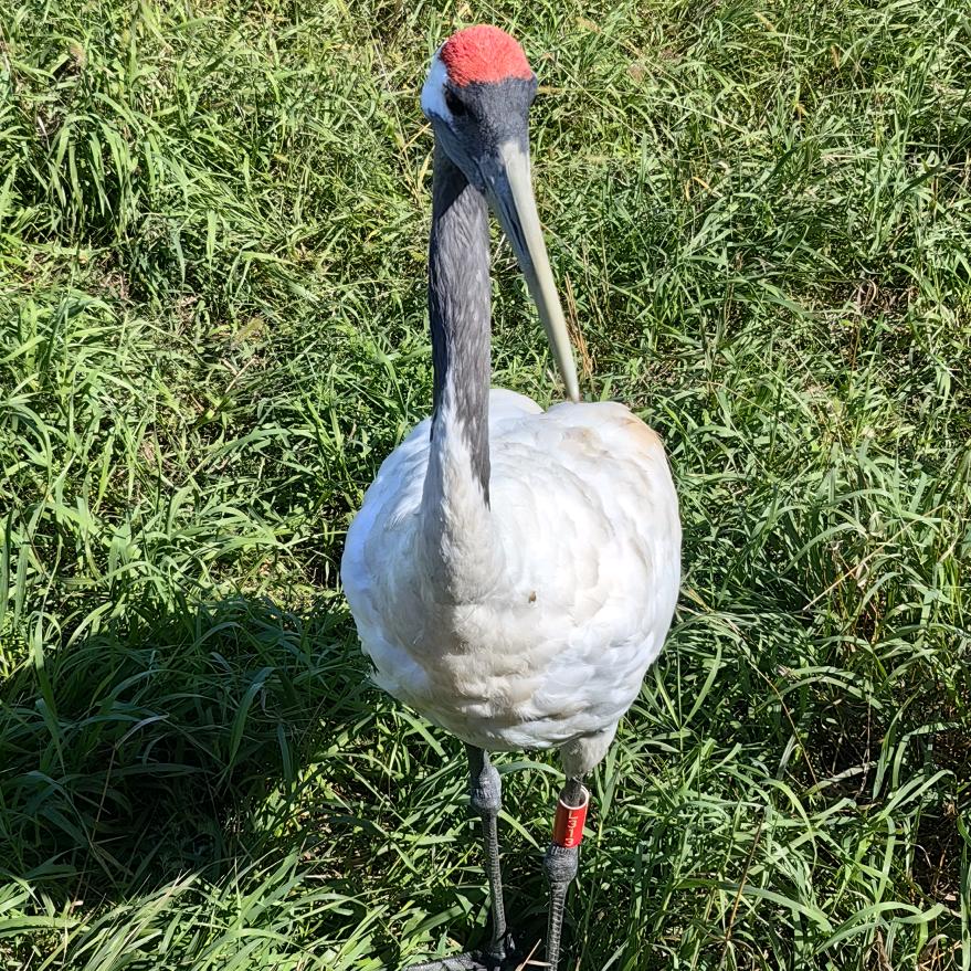 其实的我字名是序乱