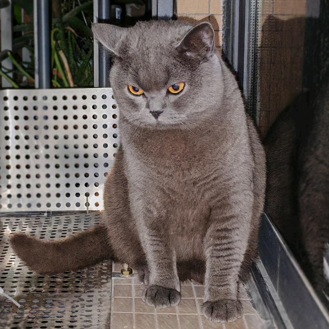 阿喵为啥不开心