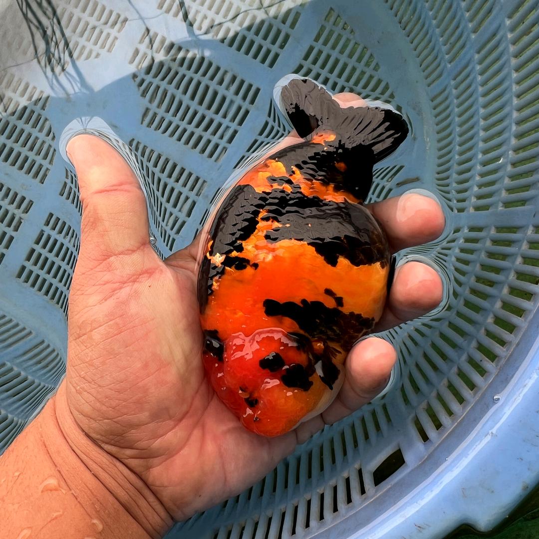 小李兰寿金鱼