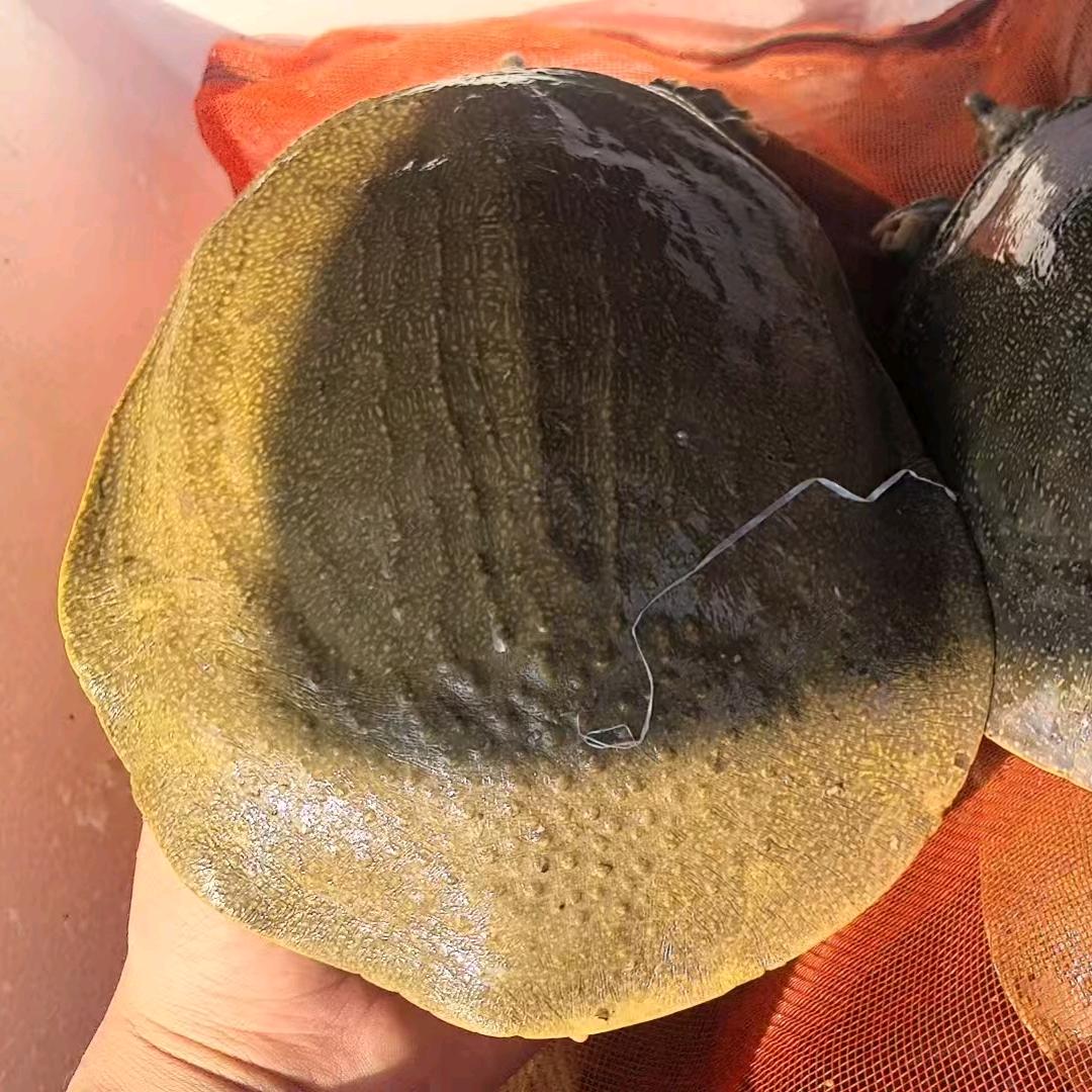 土货甲鱼