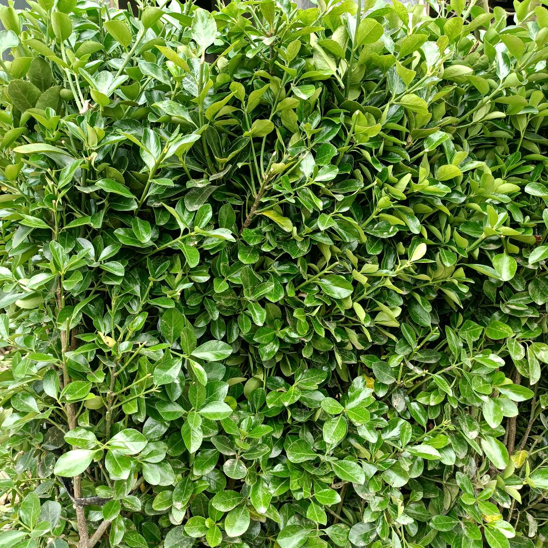 每天开心就好