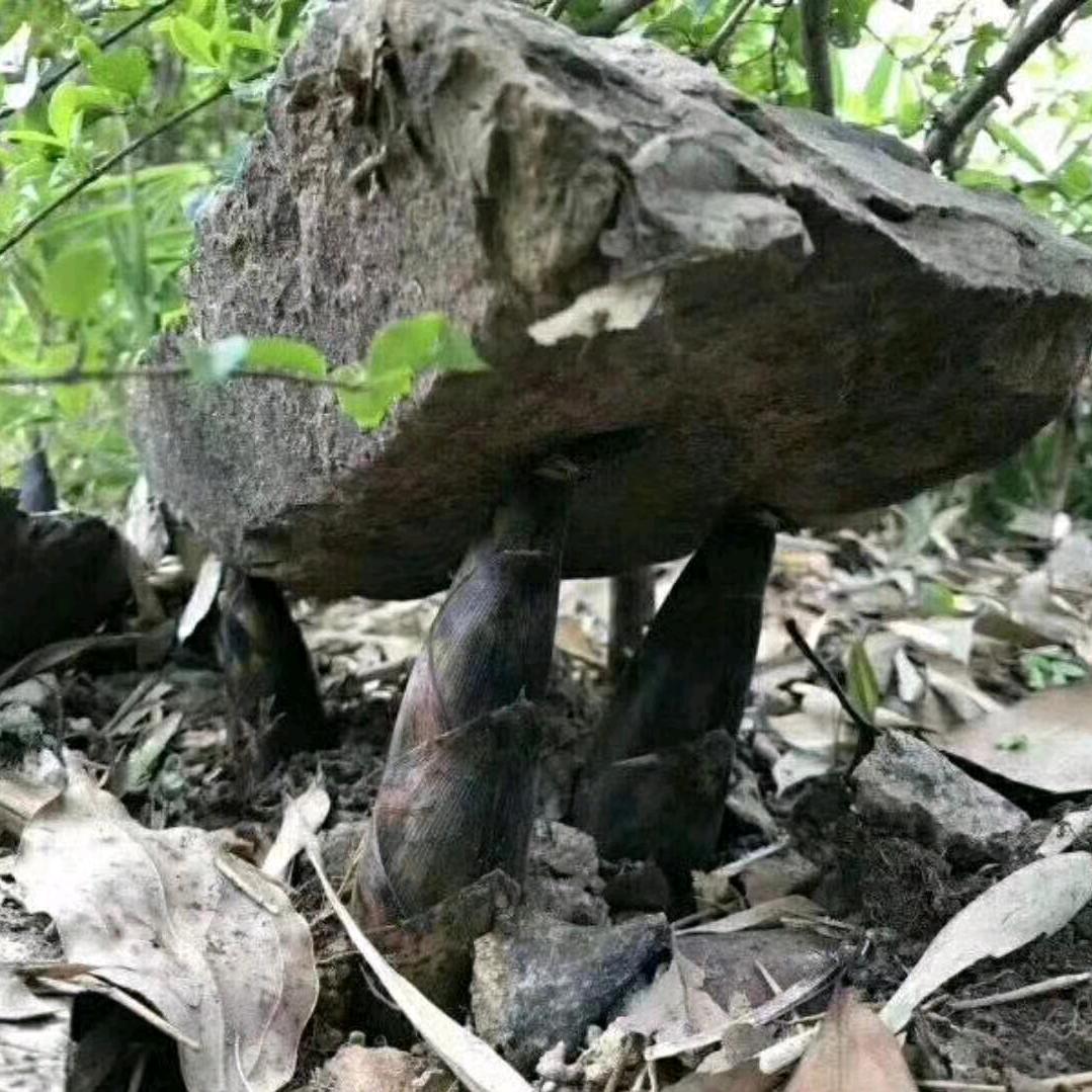 盛苗溁萧