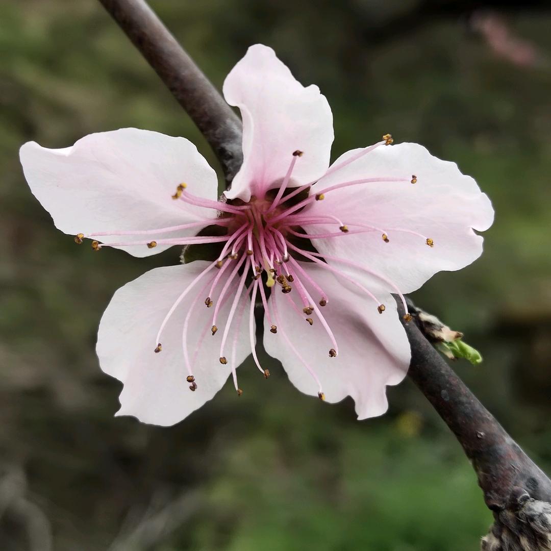 三朵花🌸🌸🌸