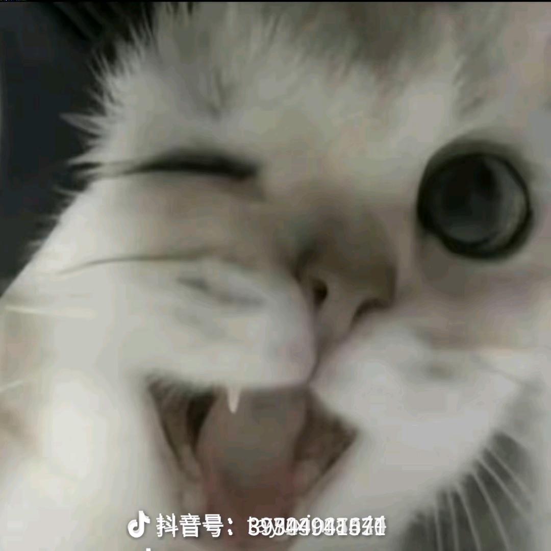 雅舍