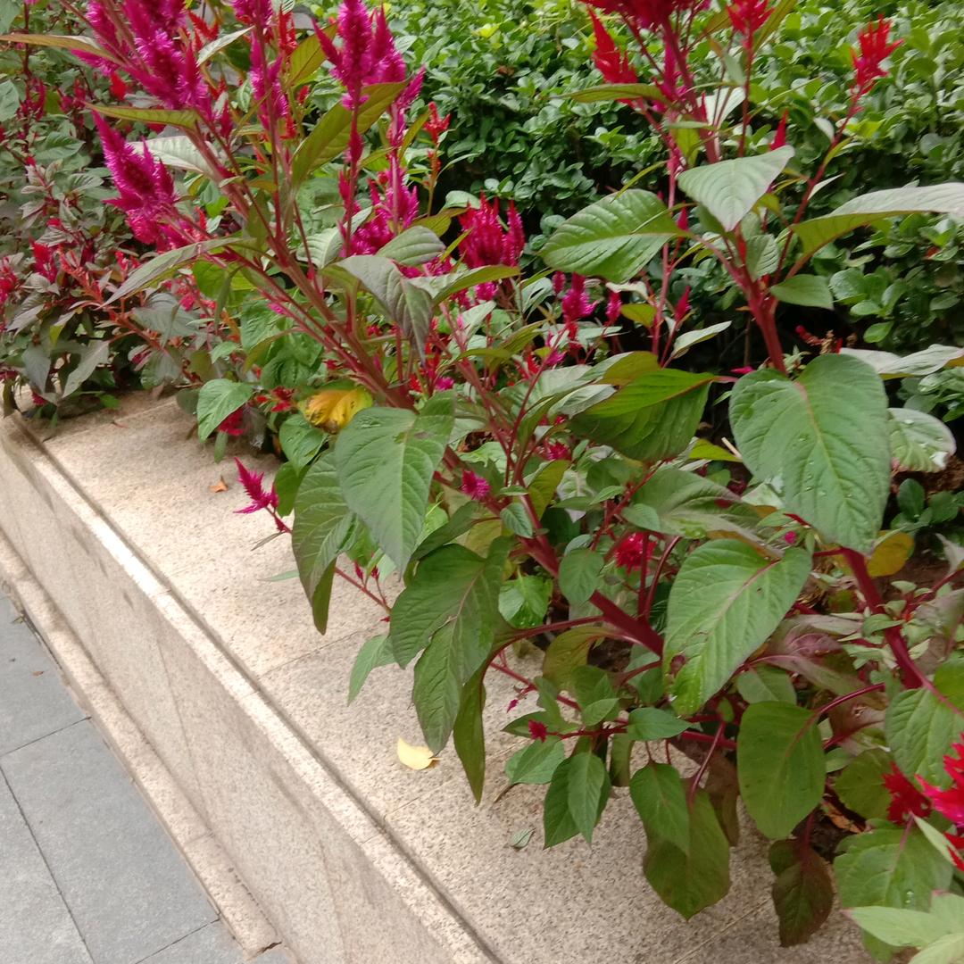 马碧莲