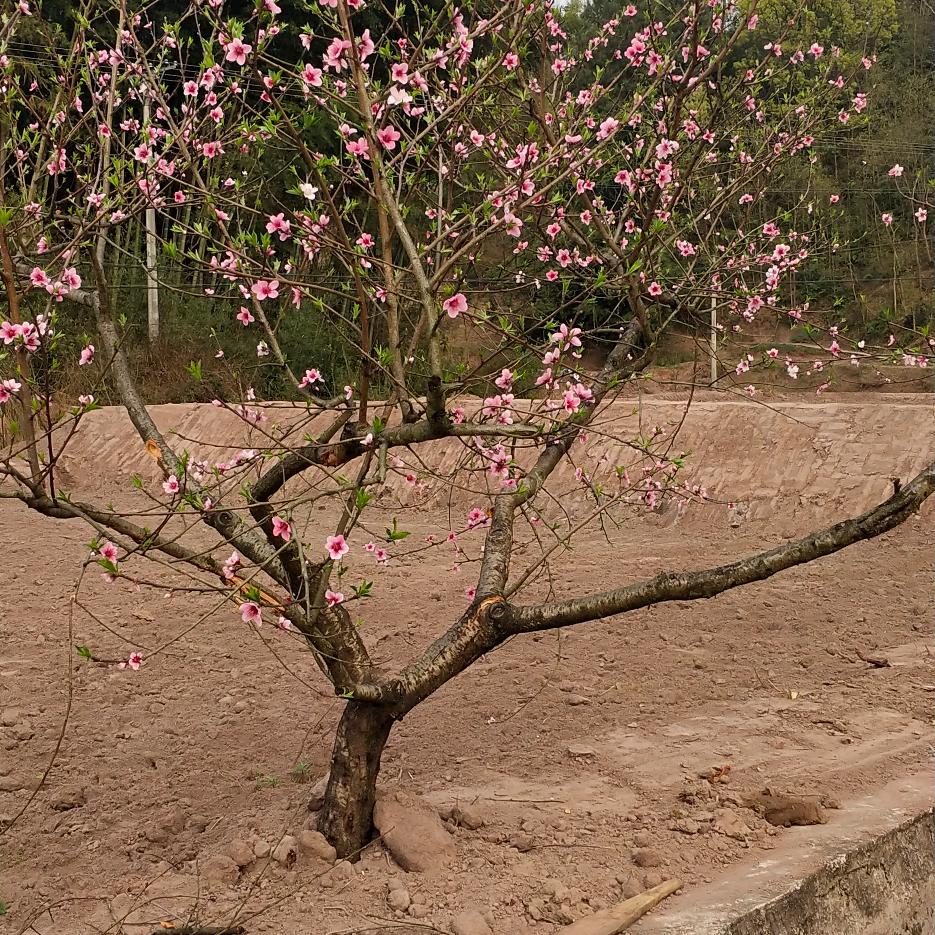 德旺