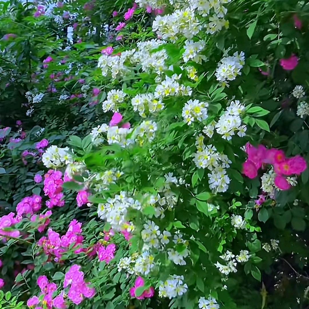 荣