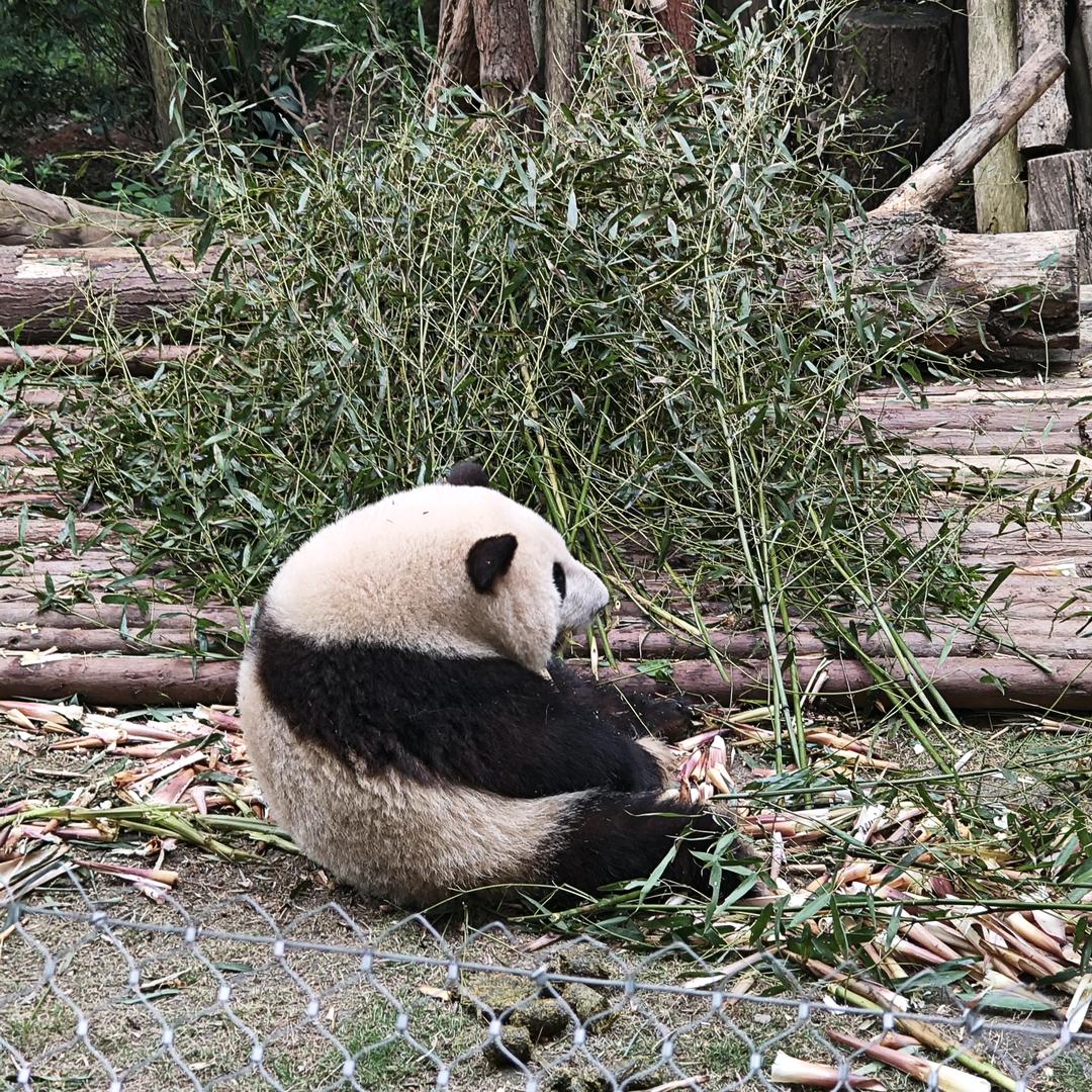 茉丽花