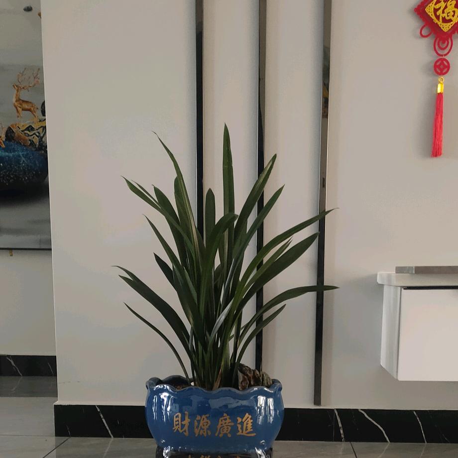 水晶_223073010