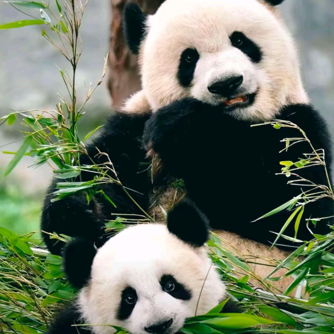 哒哒哒哒哒