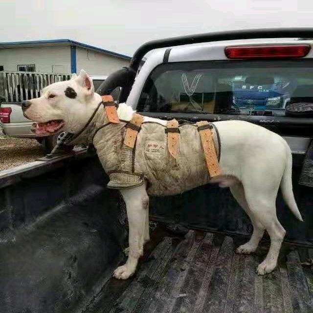 重庆垫江实战犬舍～蒋正