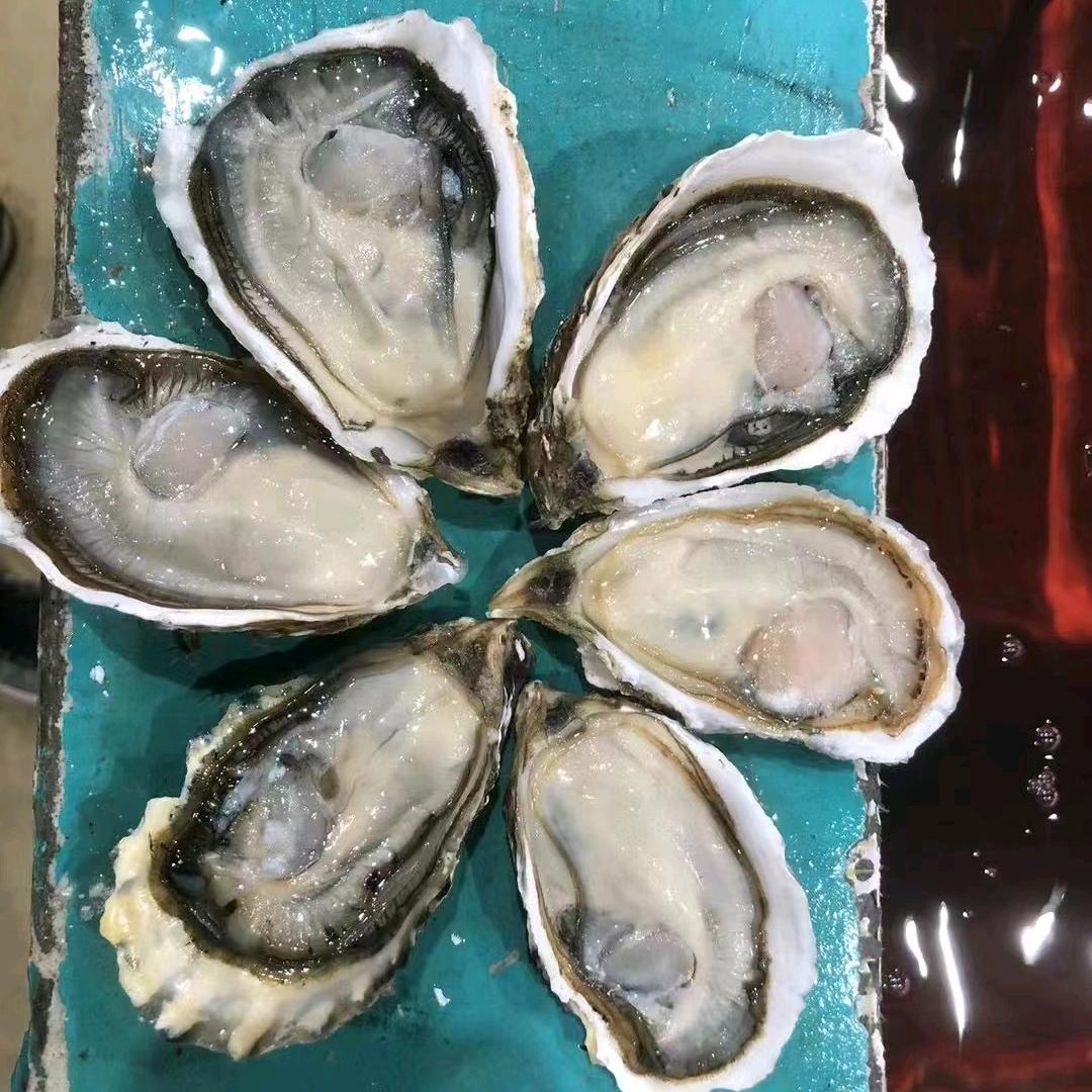 广东蚝批发