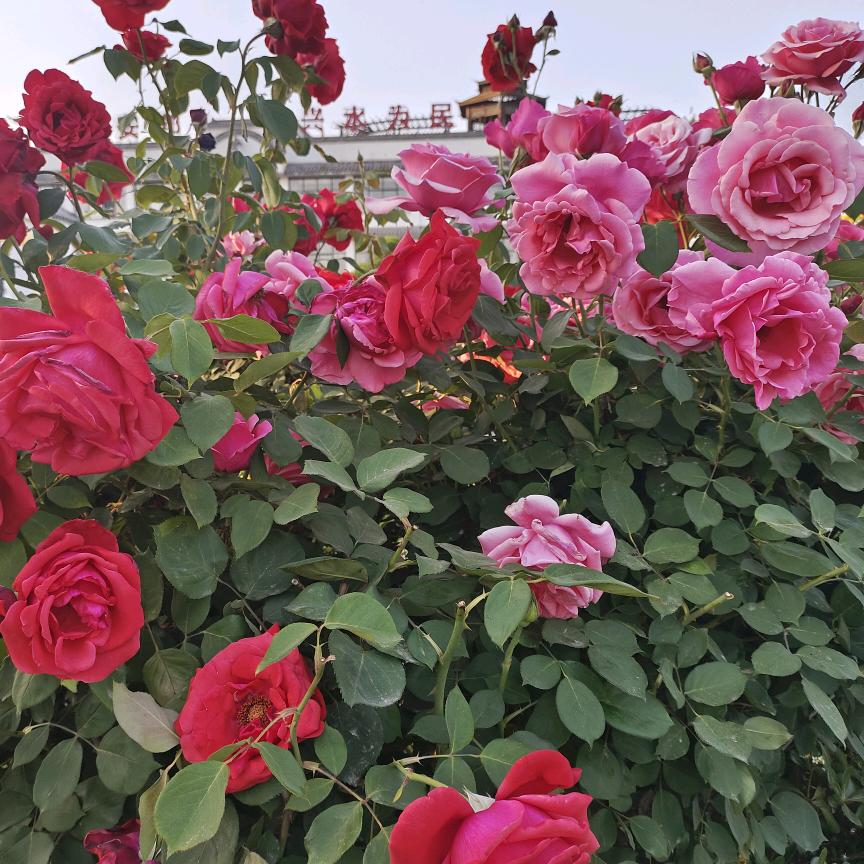 @@🌺🍀开心女孩