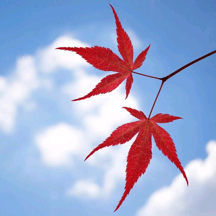 扎，，，西