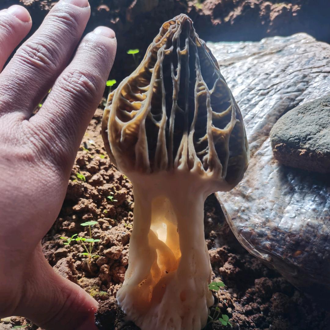 大王