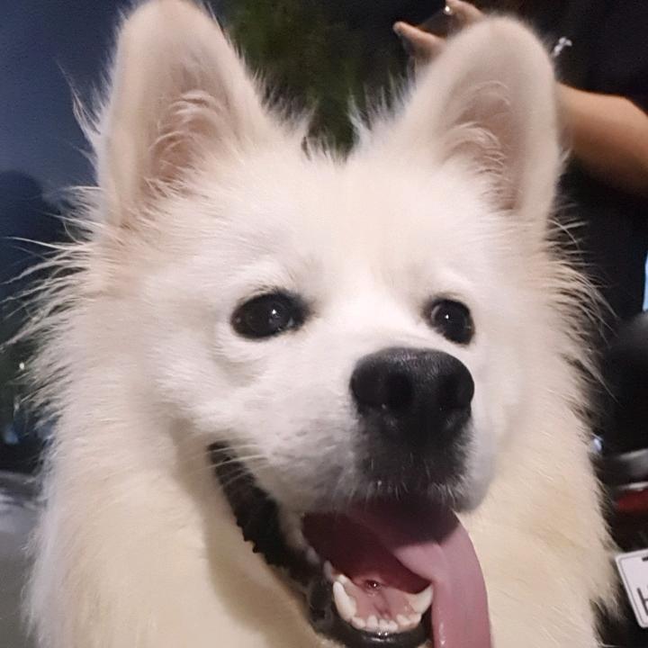一秋叶