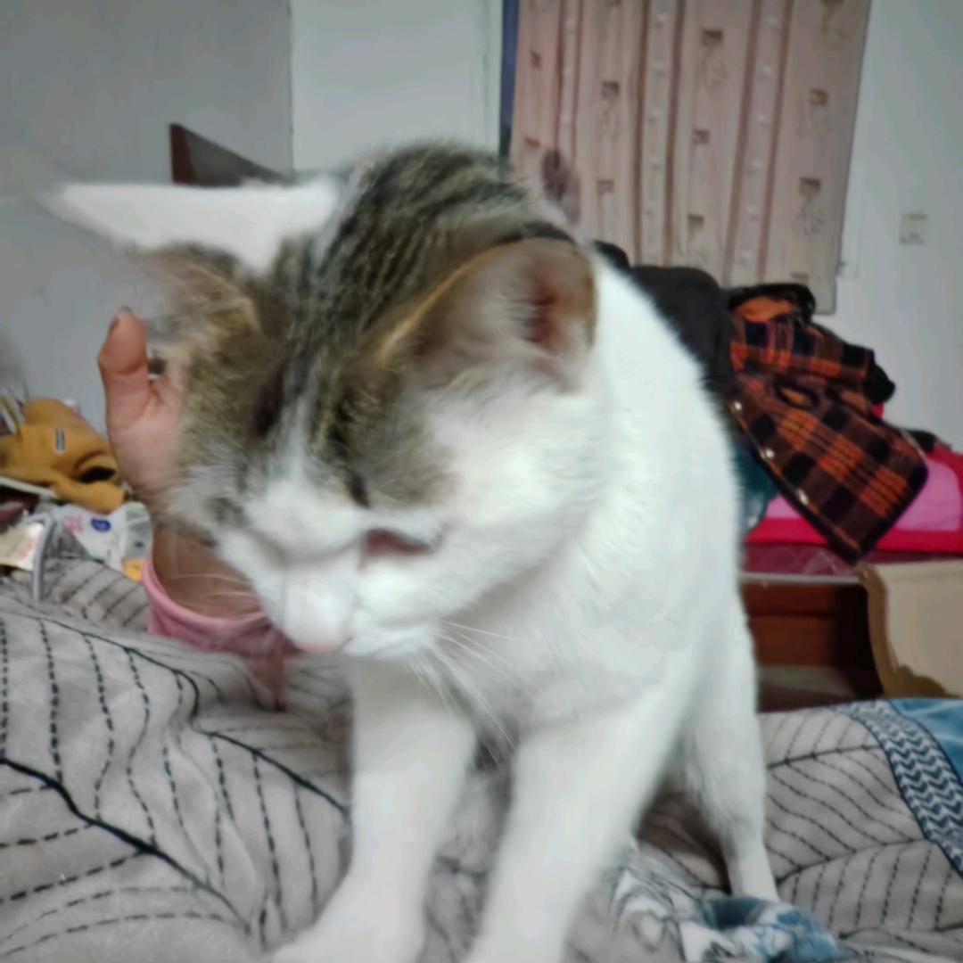珊