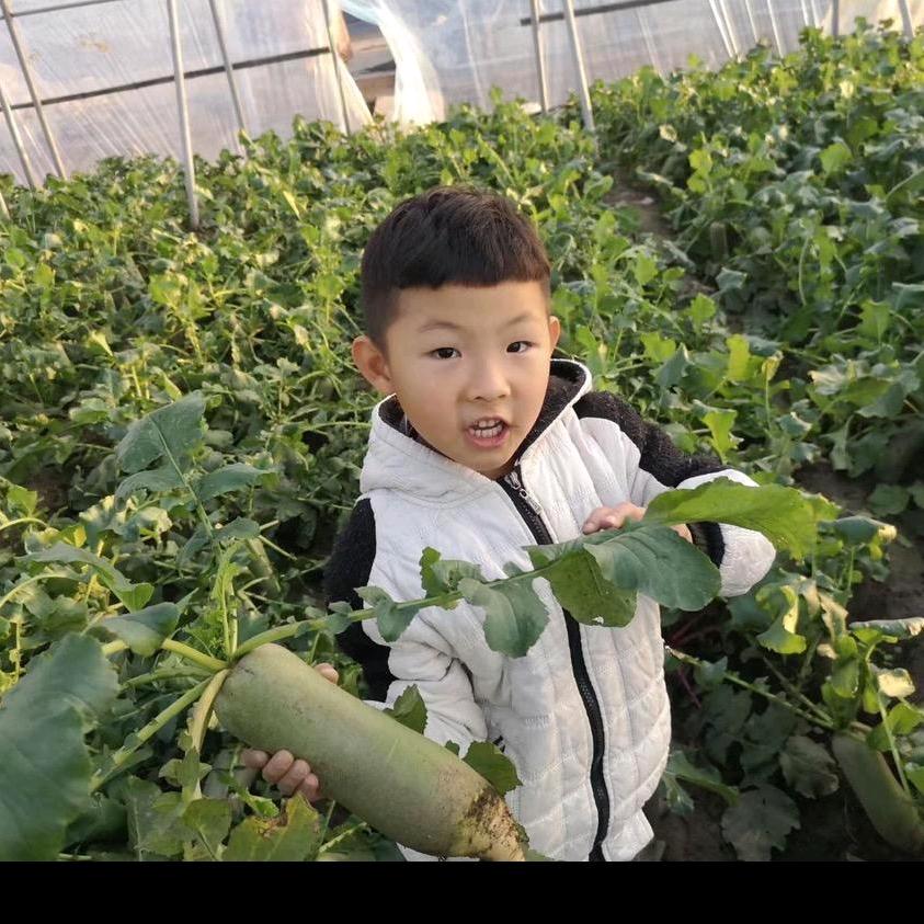 于二姑的沙窝萝卜🥒