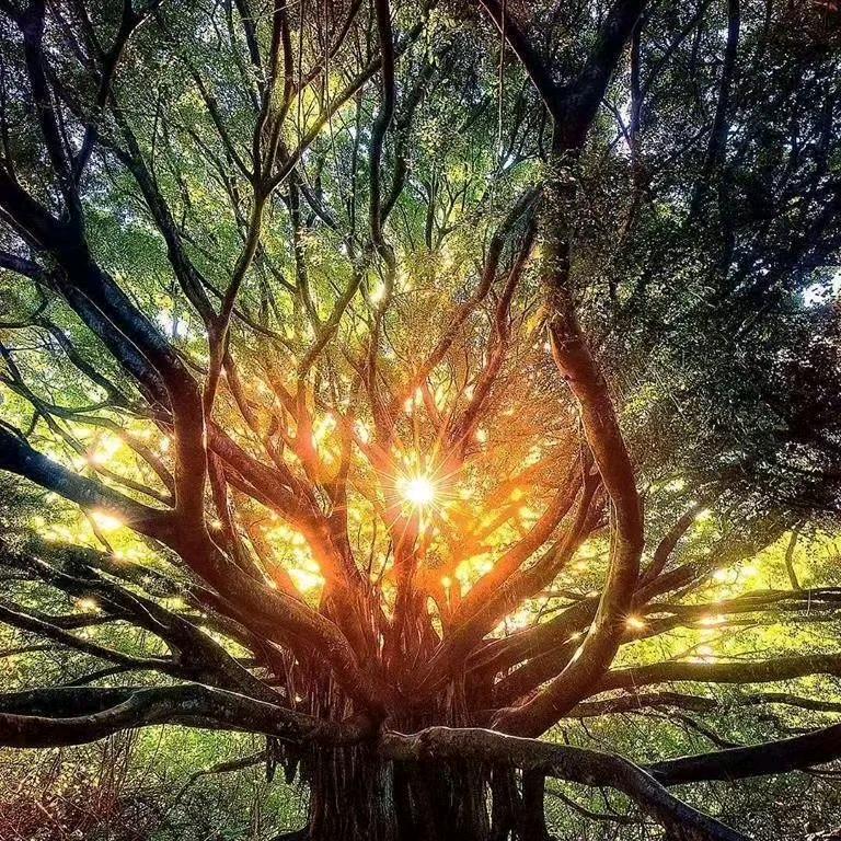 世禅联