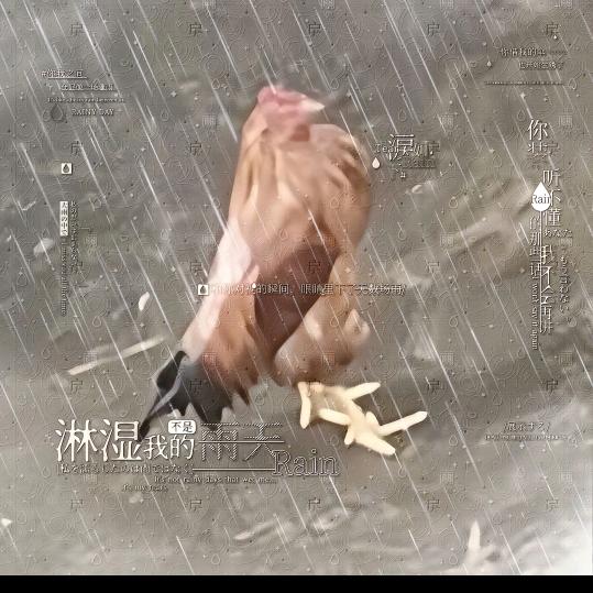雨天忧郁喂鸡