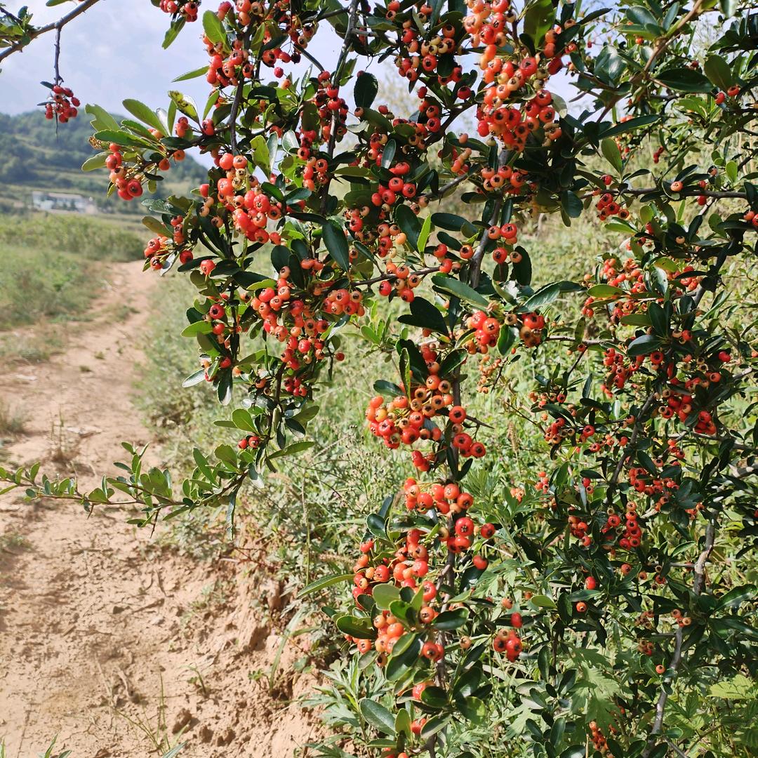 小杨哥
