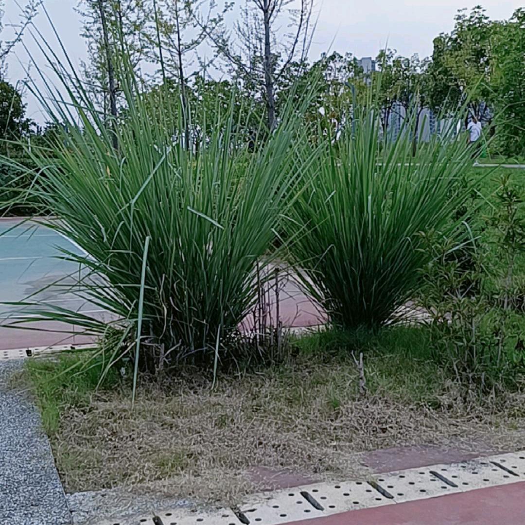 梦想