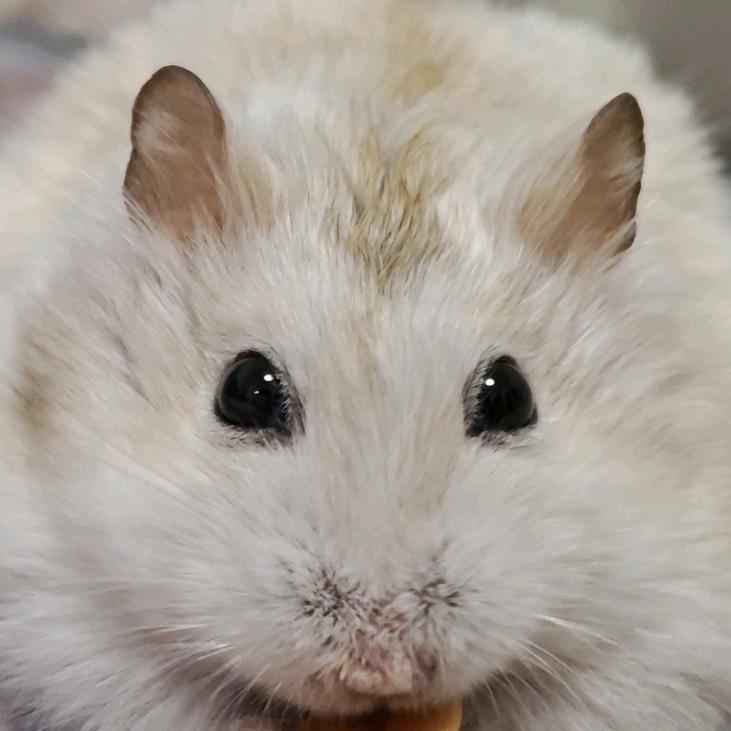 内蒙古深海大鱿鱼