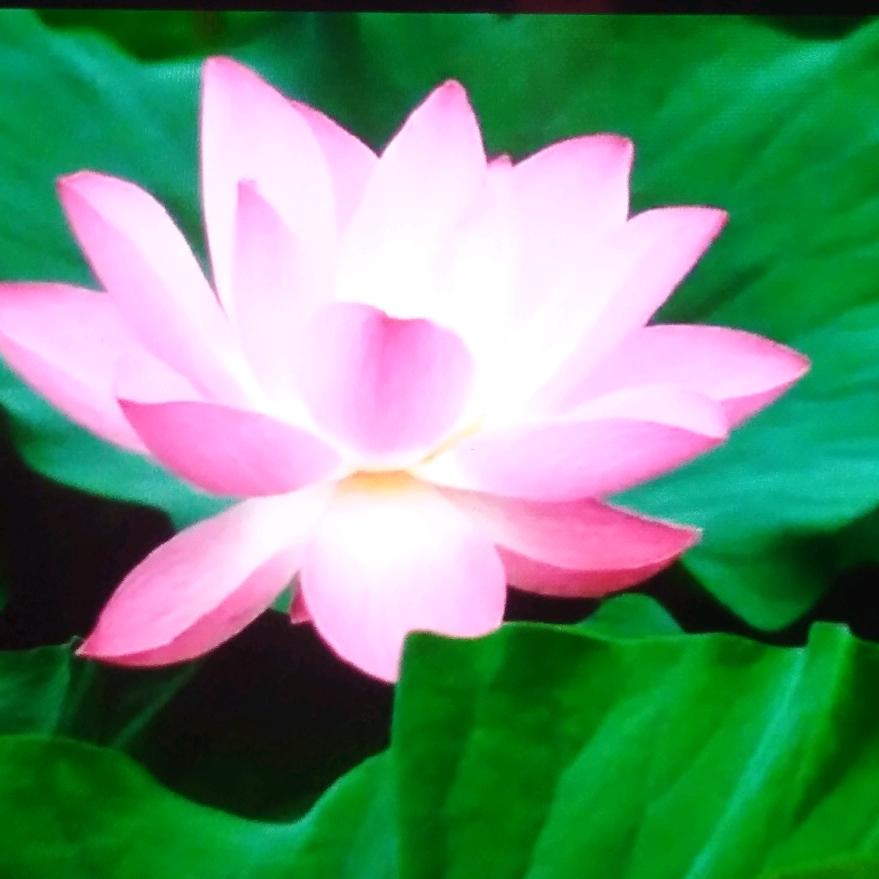 玲姐