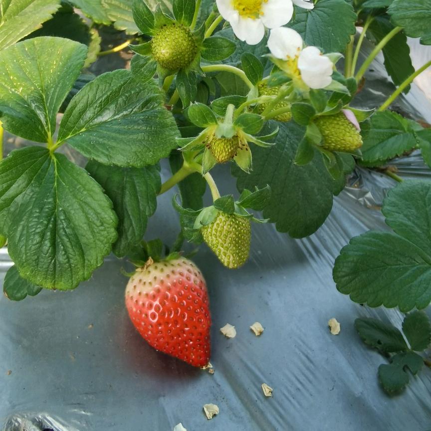 绿合南山农场🍃🍓