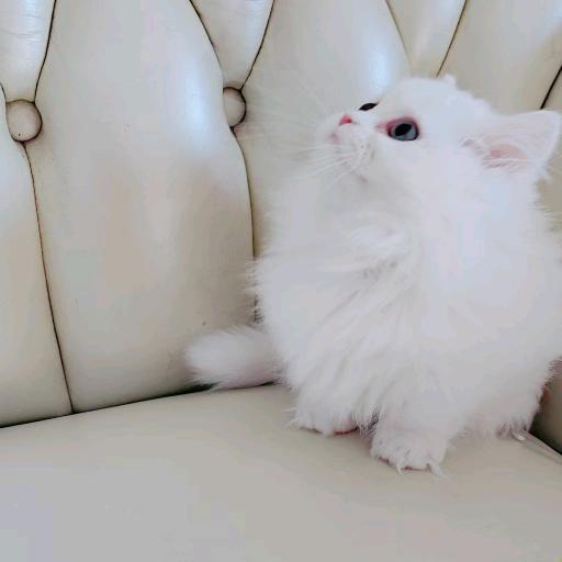 矮脚猫宠物
