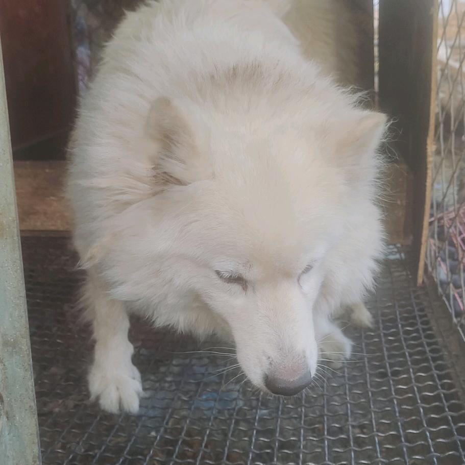 雨含宠物乐园养殖，全国收各种宠物犬