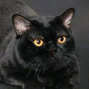 ā,ó,ě,ī,ū,ǔ      ╲