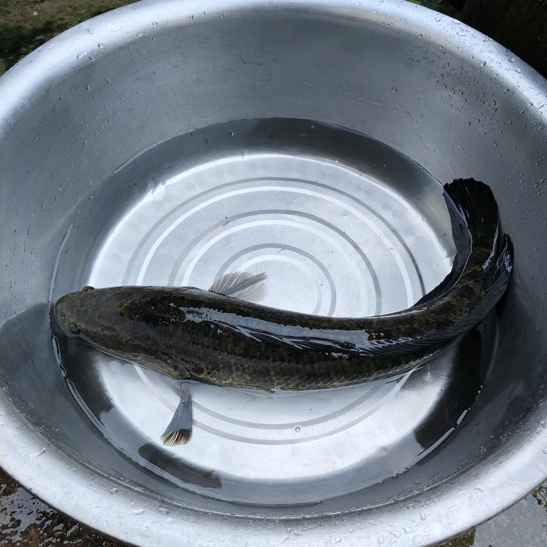 清风浊酒