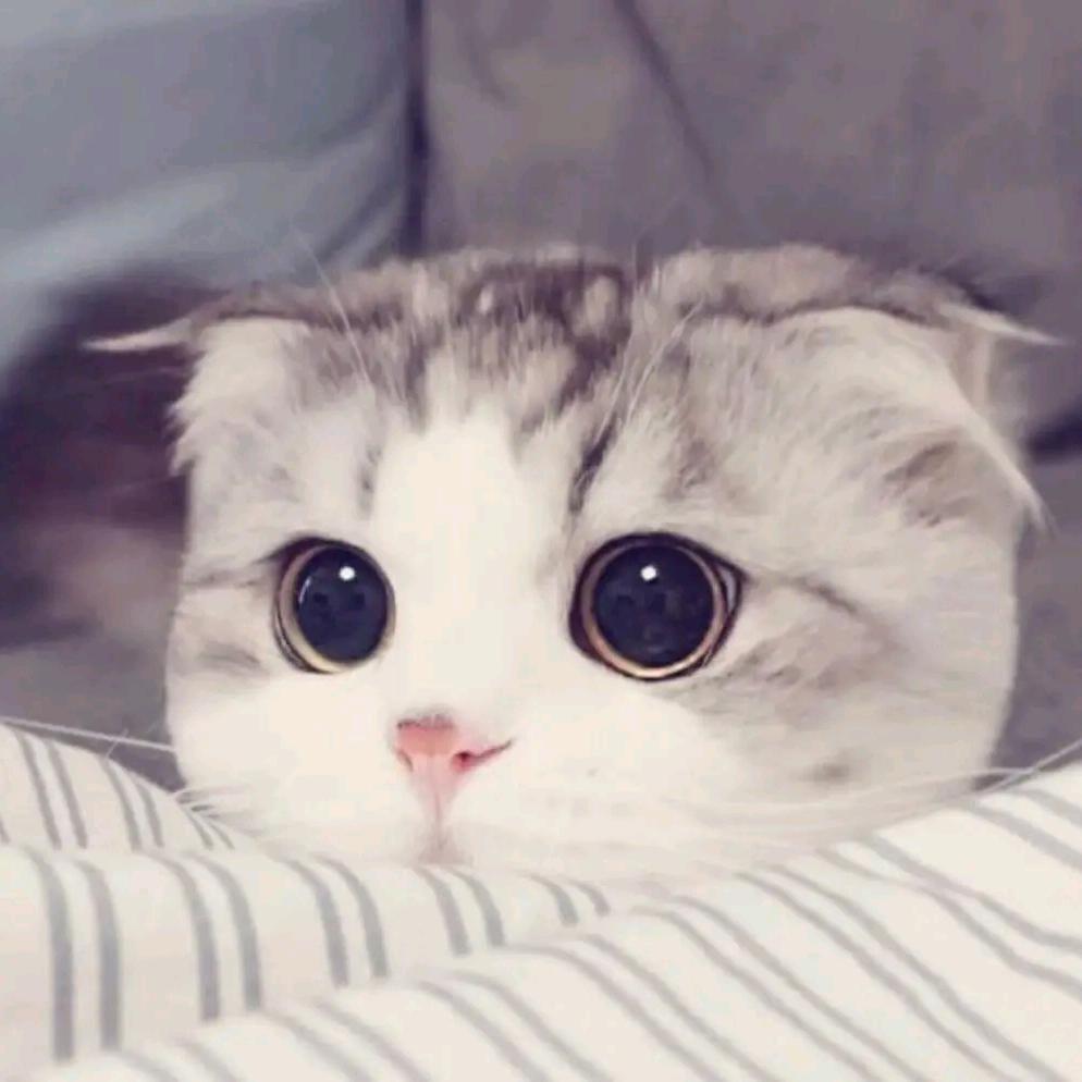猫小喵爱唱歌