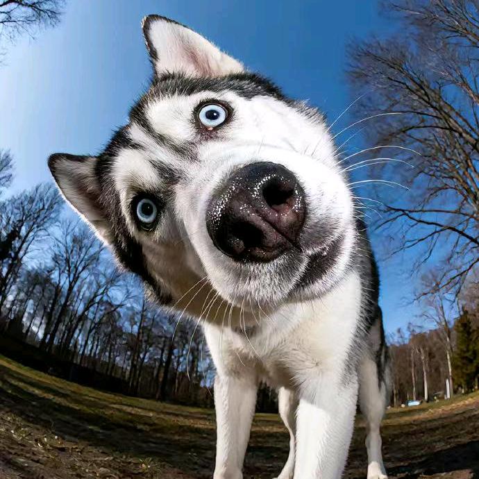 大嘴鲮鱼（马路三大帅）