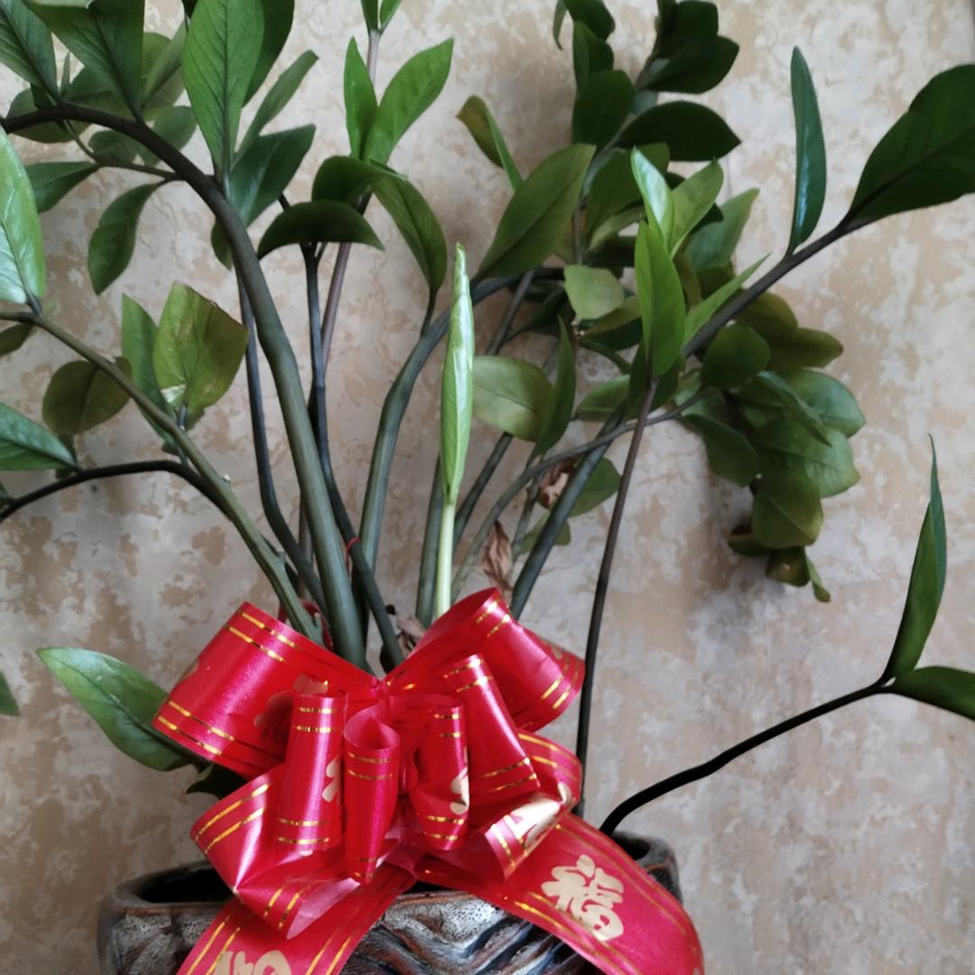 胆小三滴