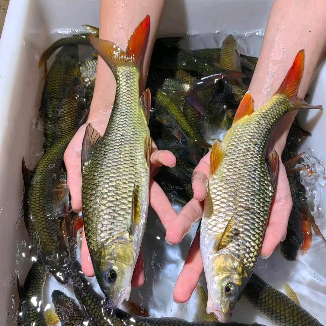 阿龙的原生鱼🐟