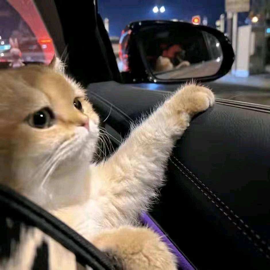 楊－